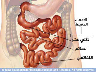 صورة توضيحية للأمعاء الدقيقة